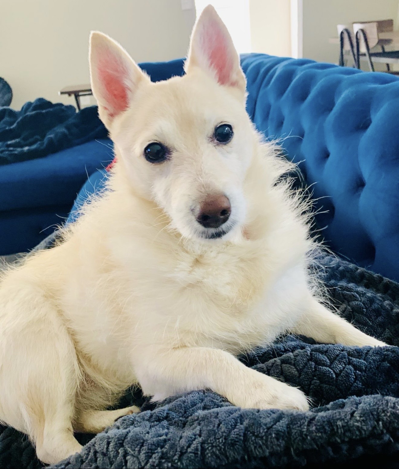 Atia resting on a blue couch